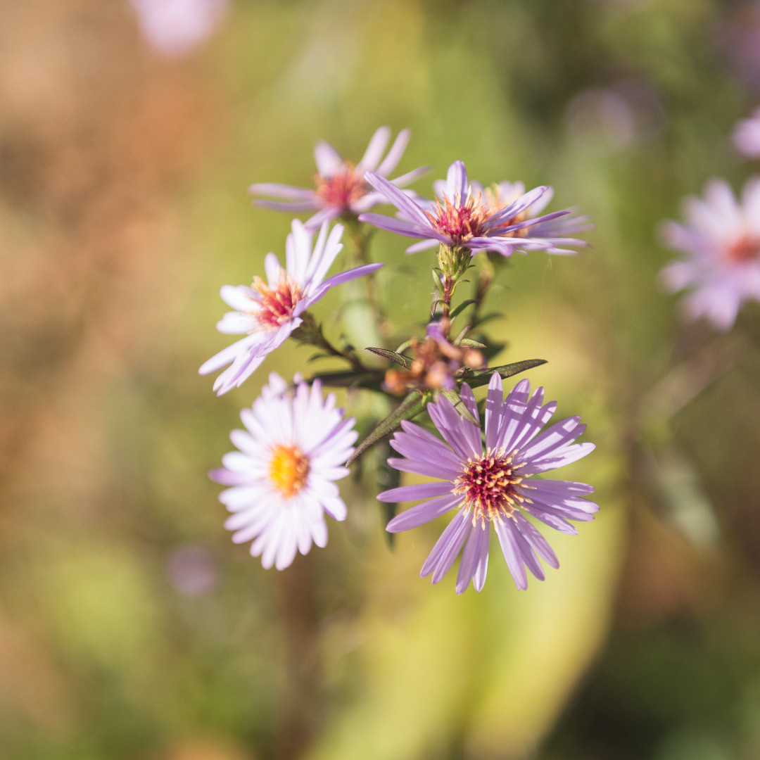 skol-diwan-baod__RLP8749